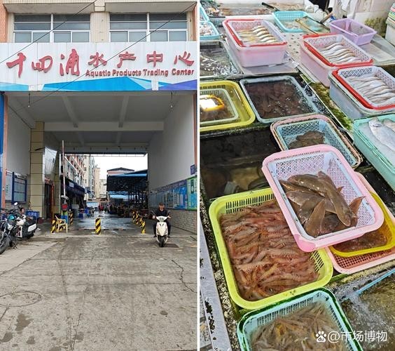 廣州周魚龍魚 廣州周魚龍魚 2025長城杯龍魚大賽 第12張