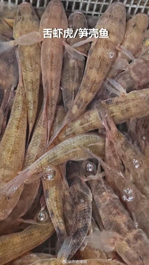 廣州周魚龍魚 廣州周魚龍魚 2025長城杯龍魚大賽 第8張
