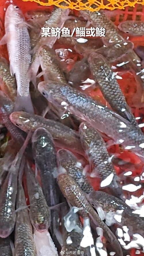 廣州周魚龍魚 廣州周魚龍魚 2025長城杯龍魚大賽 第10張