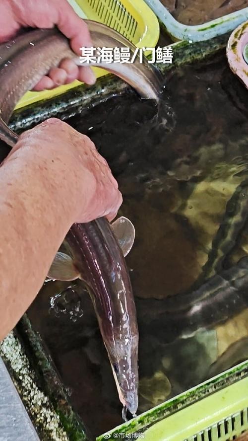 廣州周魚龍魚 廣州周魚龍魚 2025長城杯龍魚大賽 第11張