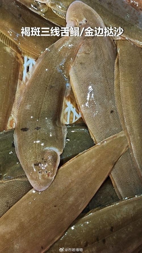 廣州周魚龍魚 廣州周魚龍魚 2025長城杯龍魚大賽 第7張