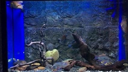 鬼王雷龍魚缸大小的飼養技巧想要養好鬼王雷龍魚的飼養技巧：雷龍魚的飼養技巧