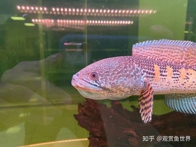 鬼王雷龍魚缸大小的飼養技巧想要養好鬼王雷龍魚的飼養技巧：雷龍魚的飼養技巧