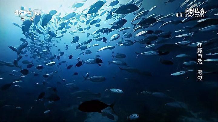 魟魚視頻