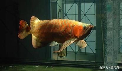 龍魚病了多久可以喂飼料了：龍魚病后多久可以喂飼料