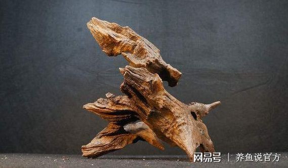 龍眼木放魚(yú)缸最簡(jiǎn)單處理方法：龍眼木放魚(yú)缸處理方法 龍眼木放魚(yú)缸最簡(jiǎn)單處理方法：龍眼木放魚(yú)缸處理方法 魚(yú)缸百科 第4張