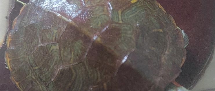 龍眼木放魚(yú)缸最簡(jiǎn)單處理方法：龍眼木放魚(yú)缸處理方法 龍眼木放魚(yú)缸最簡(jiǎn)單處理方法：龍眼木放魚(yú)缸處理方法 魚(yú)缸百科 第5張