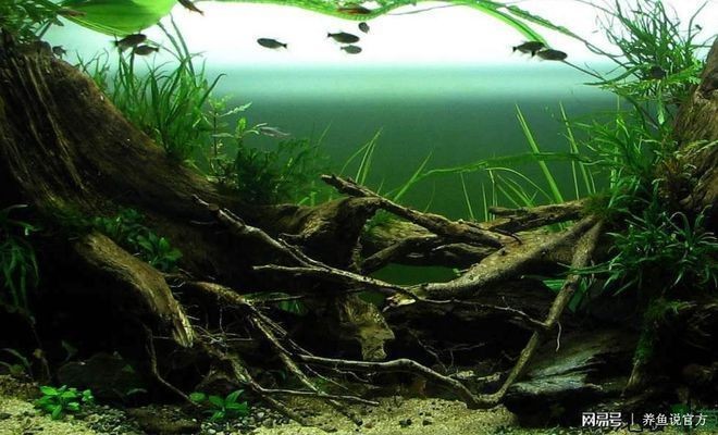 龍眼木放魚(yú)缸最簡(jiǎn)單處理方法：龍眼木放魚(yú)缸處理方法 龍眼木放魚(yú)缸最簡(jiǎn)單處理方法：龍眼木放魚(yú)缸處理方法 魚(yú)缸百科 第3張