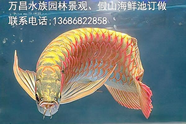 紅龍魚認主最簡單三個征兆
