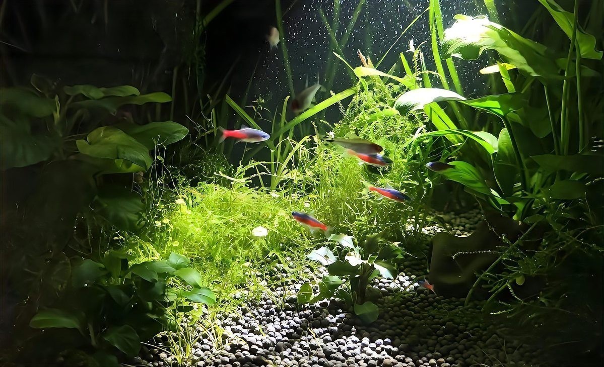 硝化細菌多久加一次