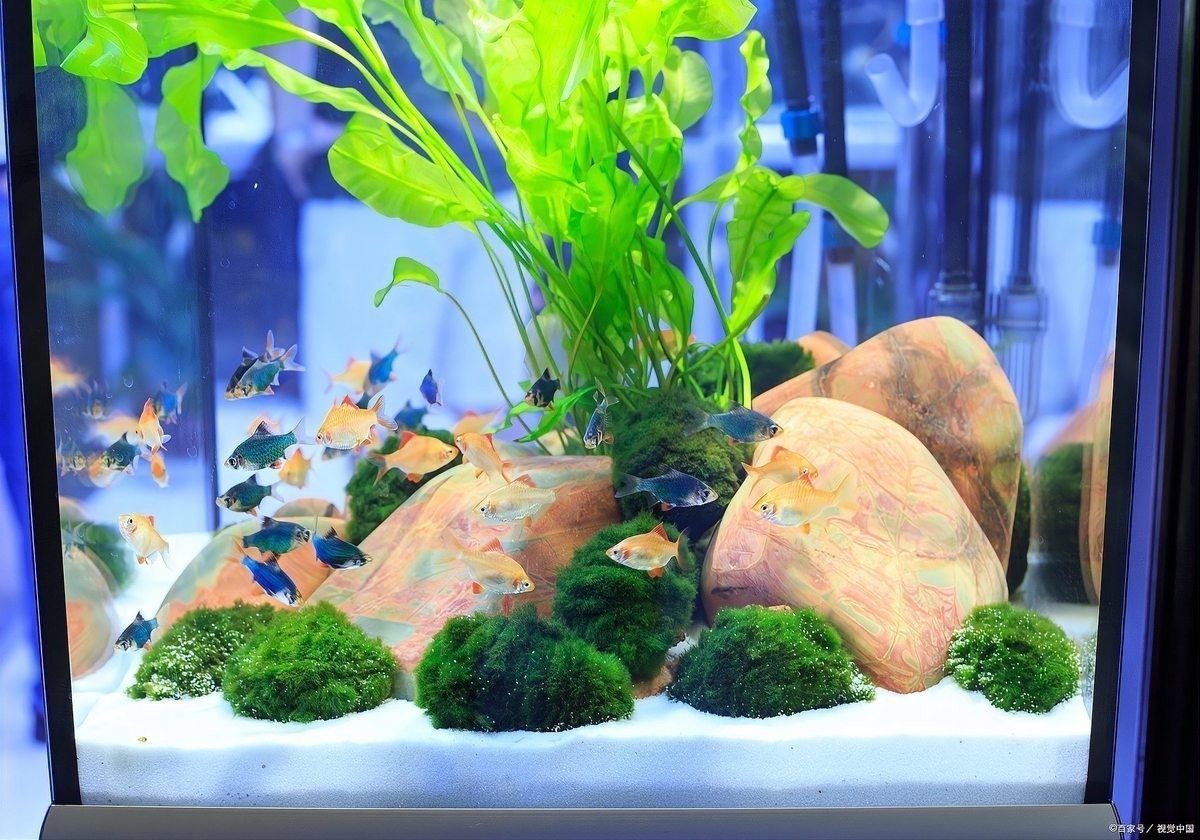 硝化細菌多久加一次