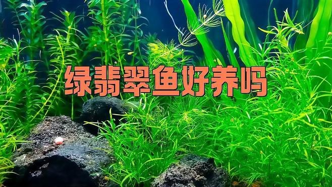 綠翡翠魚好養嗎