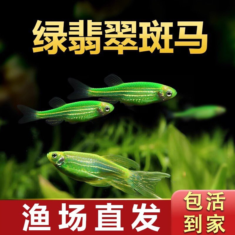 綠翡翠魚好養嗎