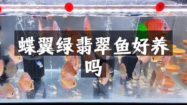 綠翡翠魚好養嗎