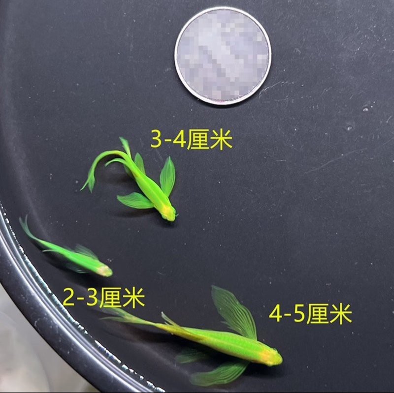 綠翡翠魚好養嗎