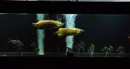 龍魚爬背期間需要換缸嗎？