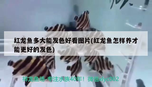 紅龍魚多大能發色好看圖片(紅龍魚怎樣養才能更好的發色)