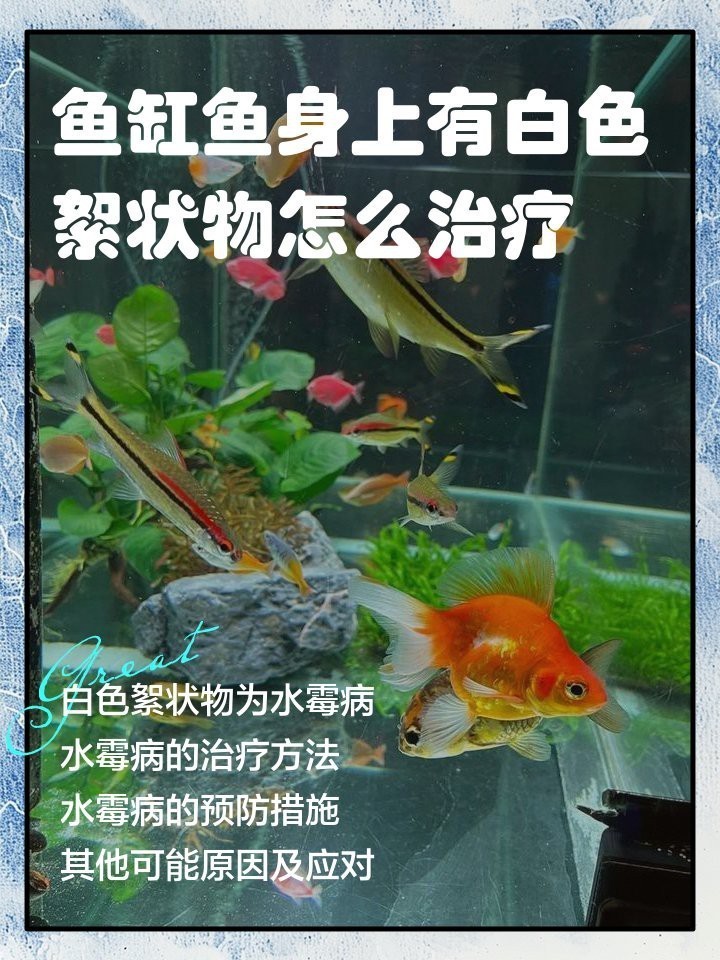 龍魚身上有白色起皮