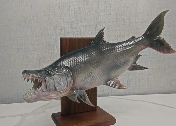 非洲虎魚圖片