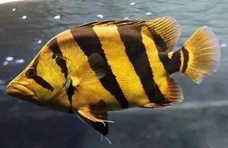 非洲虎魚圖片