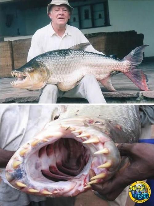 非洲虎魚圖片