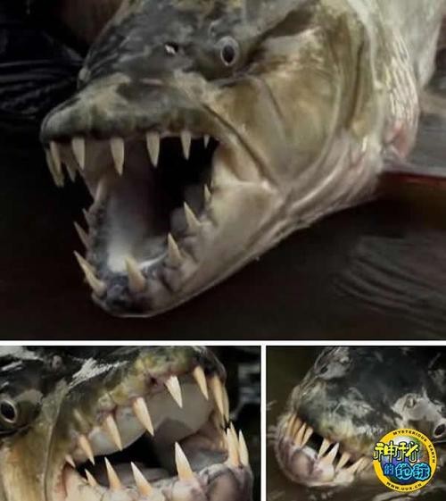 非洲虎魚圖片