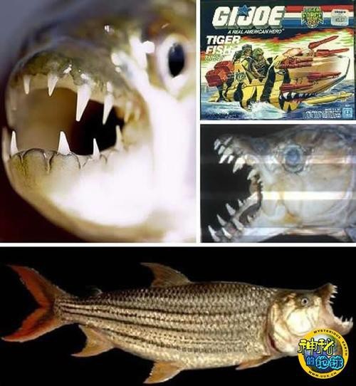 非洲虎魚圖片
