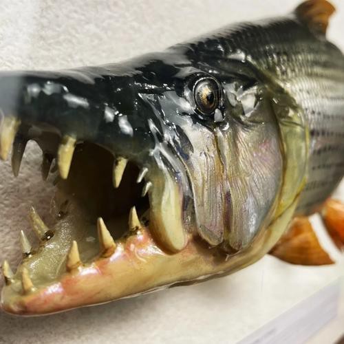非洲虎魚圖片