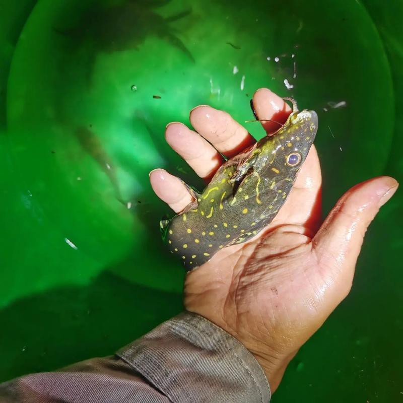 非洲虎魚圖片