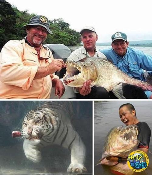 非洲虎魚圖片