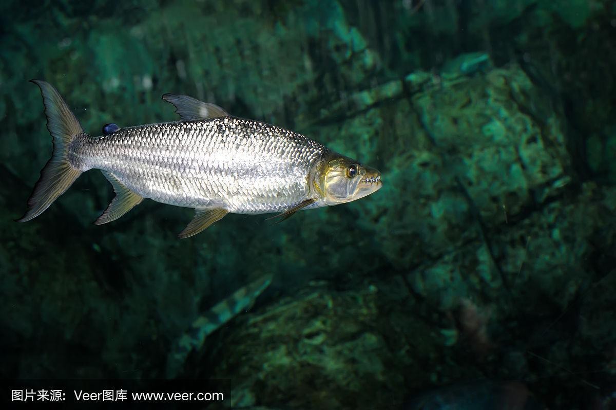 非洲虎魚圖片