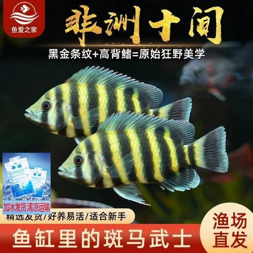 非洲虎魚圖片