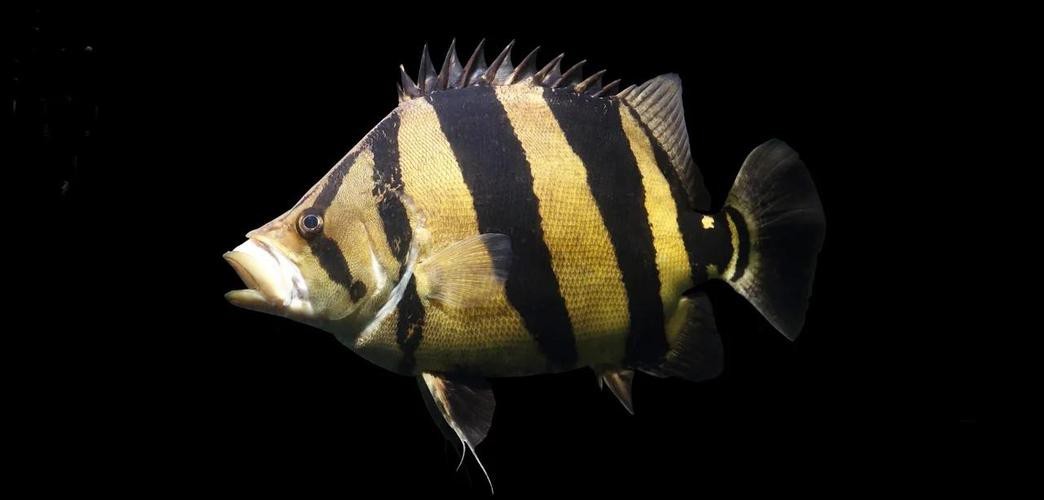 非洲虎魚圖片