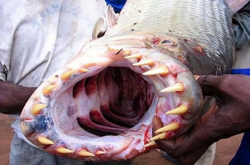非洲虎魚圖片