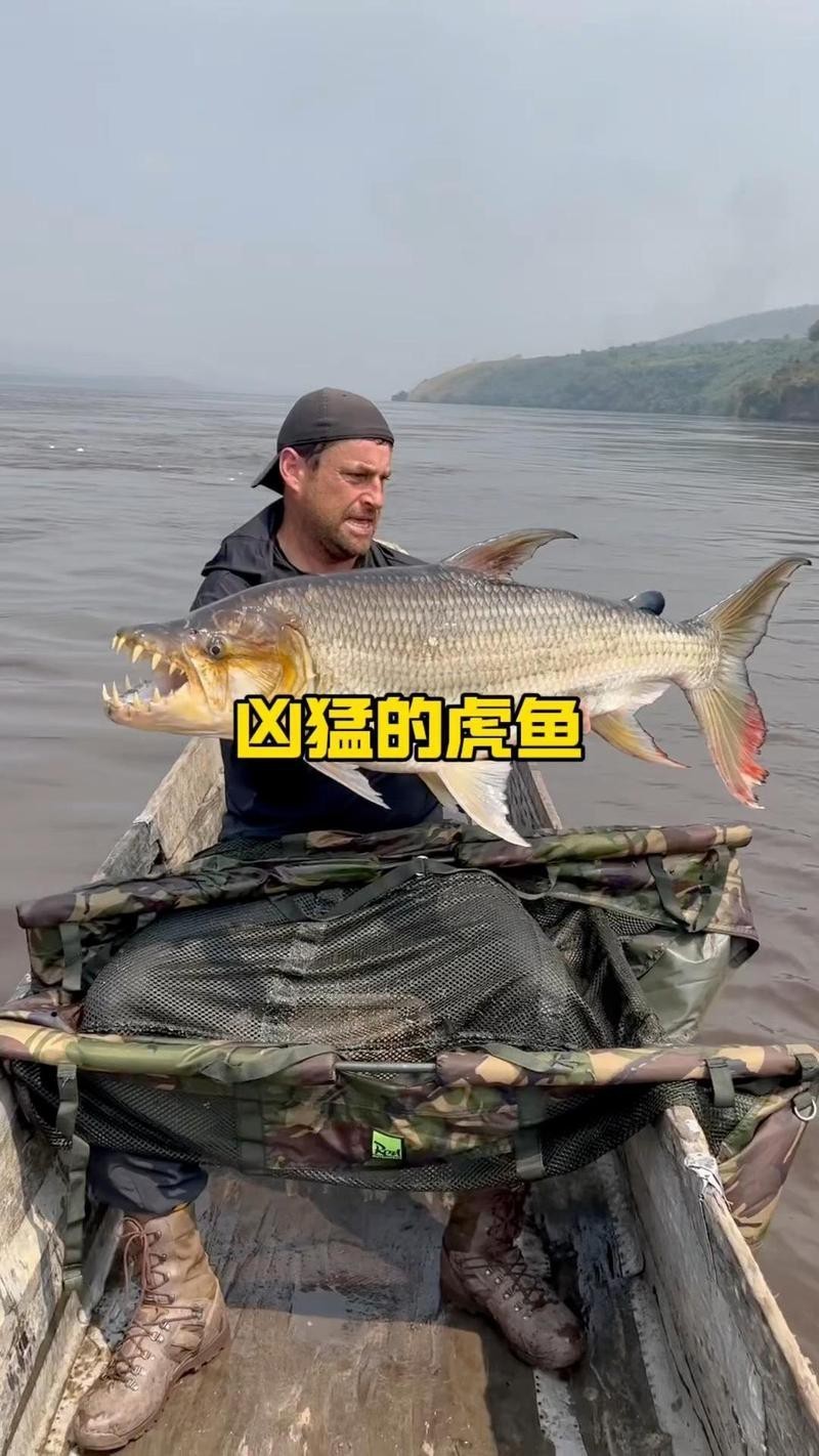 非洲虎魚圖片