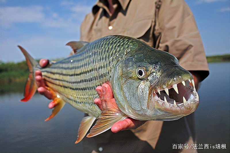 非洲虎魚圖片