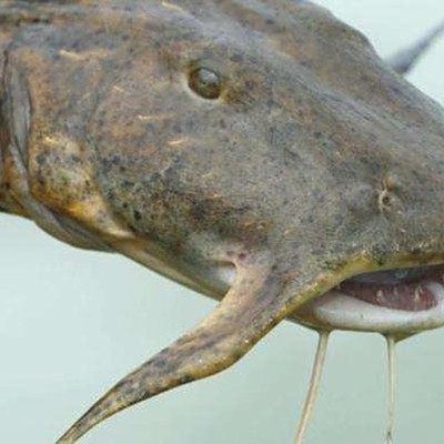 非洲虎魚圖片
