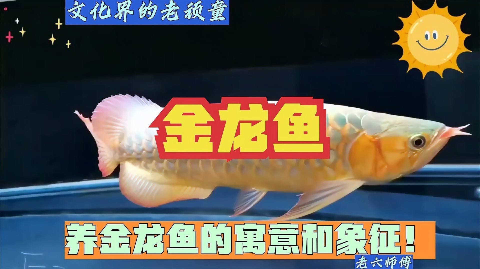 金龍魚(yú)一條多少錢(qián)