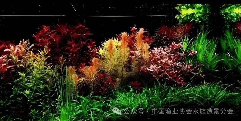 長城杯觀賞魚比賽活動方案