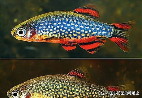 斑馬魚公母最簡單區分
