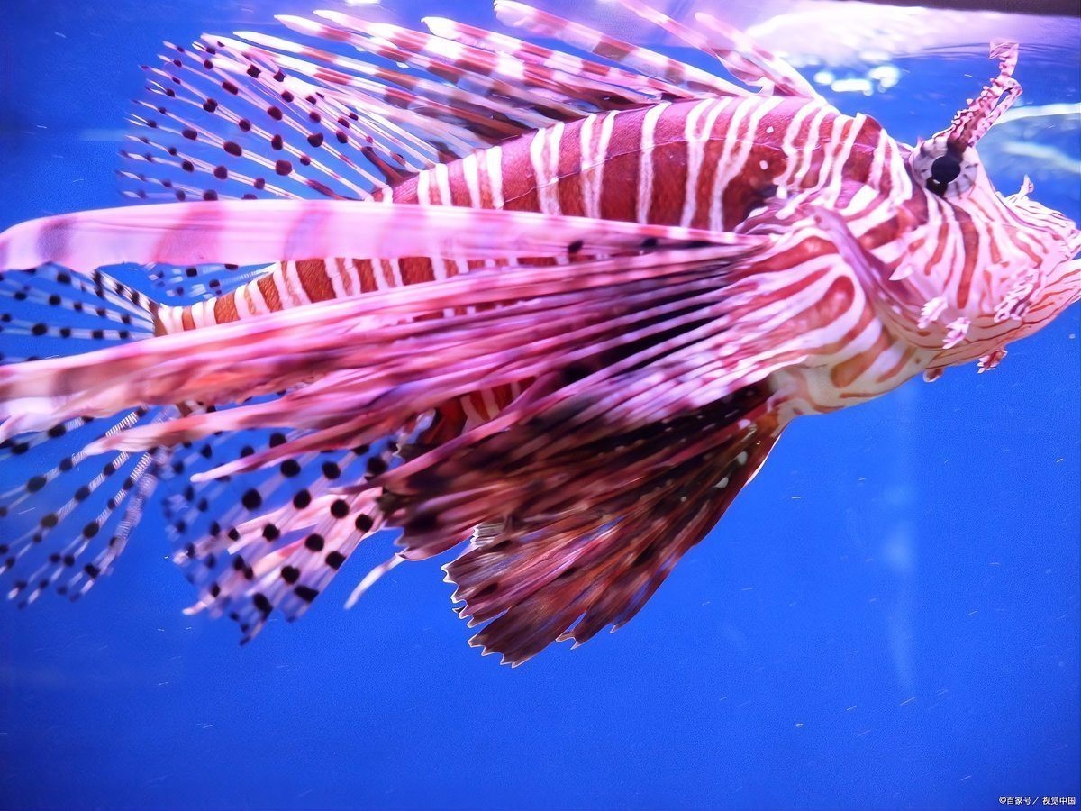 斑馬魚公母最簡單區分