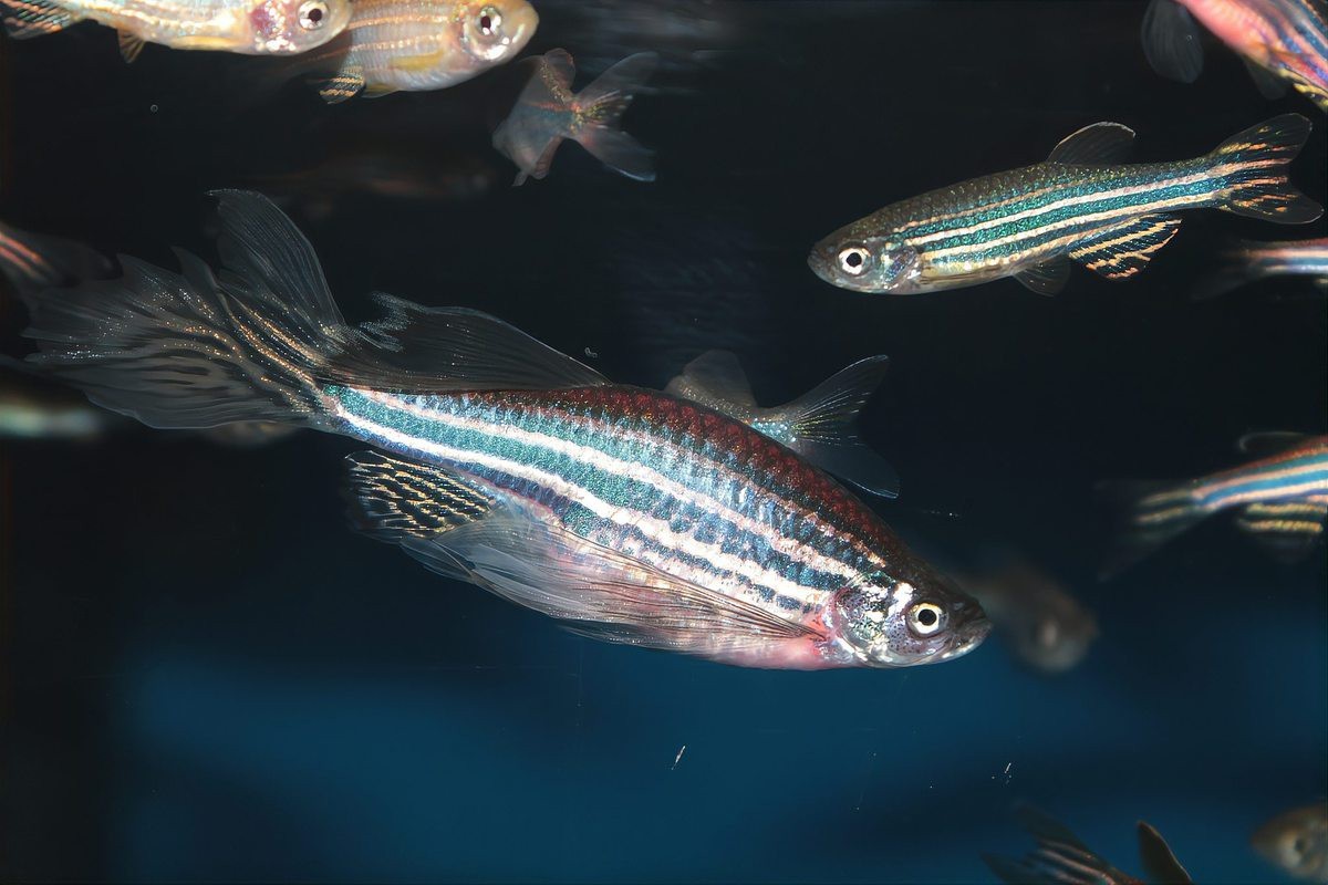 斑馬魚公母最簡單區分