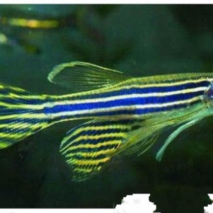 斑馬魚公母最簡單區分