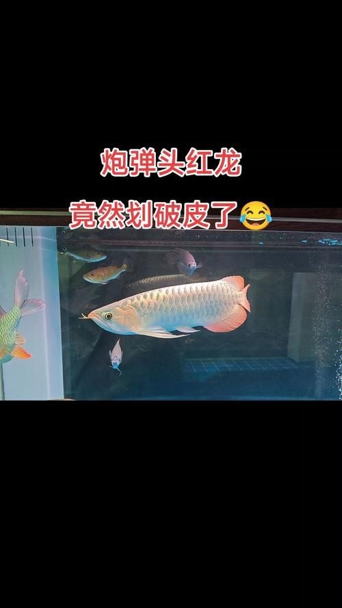 如何搭配紅龍發色更顯白，紅龍魚發色要顯白