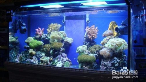 鄭州市二七區子夜水族店（鄭州市二七區子夜水族店電話）