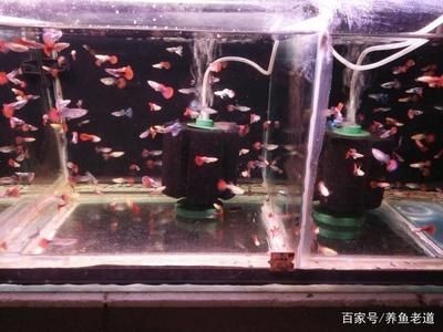 魚缸水質管理的重要性：觀賞魚缸水渾濁、生物渾濁、生物渾濁、生物渾濁、化學渾濁