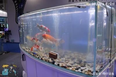 魚缸水質管理的重要性：觀賞魚缸水渾濁、生物渾濁、生物渾濁、生物渾濁、化學渾濁