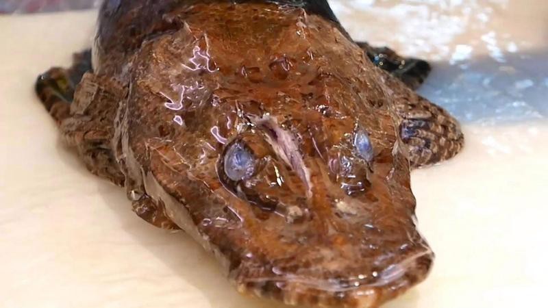 鱷雀鱔食用方法