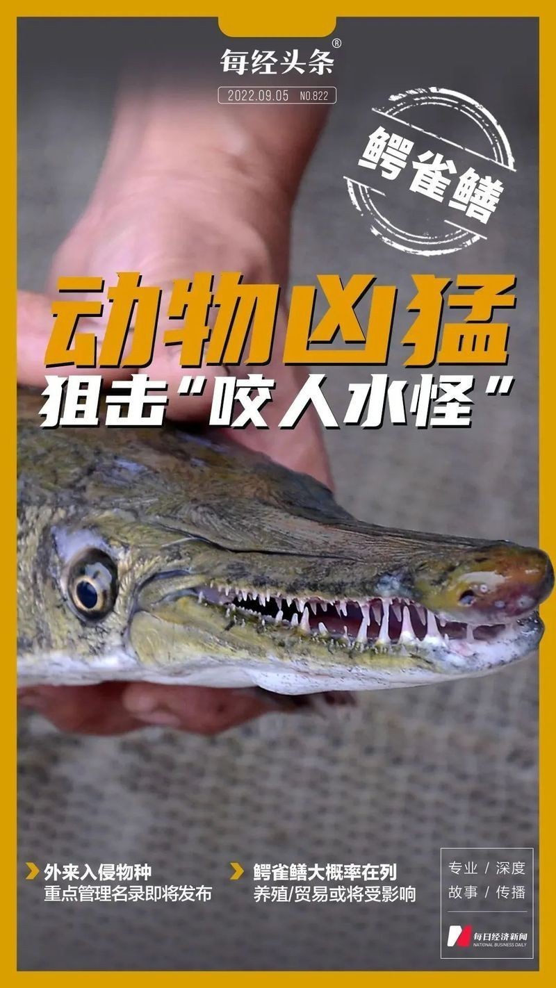 龍魚鱗片翹起怎么辦，如何判斷龍魚鱗片翹起？