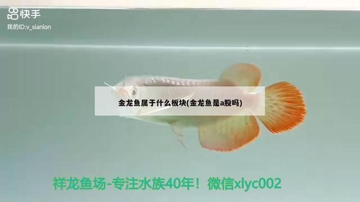 世界頂級魚缸造景圖片：三湖慈鯛魚缸造景頂級圖片
